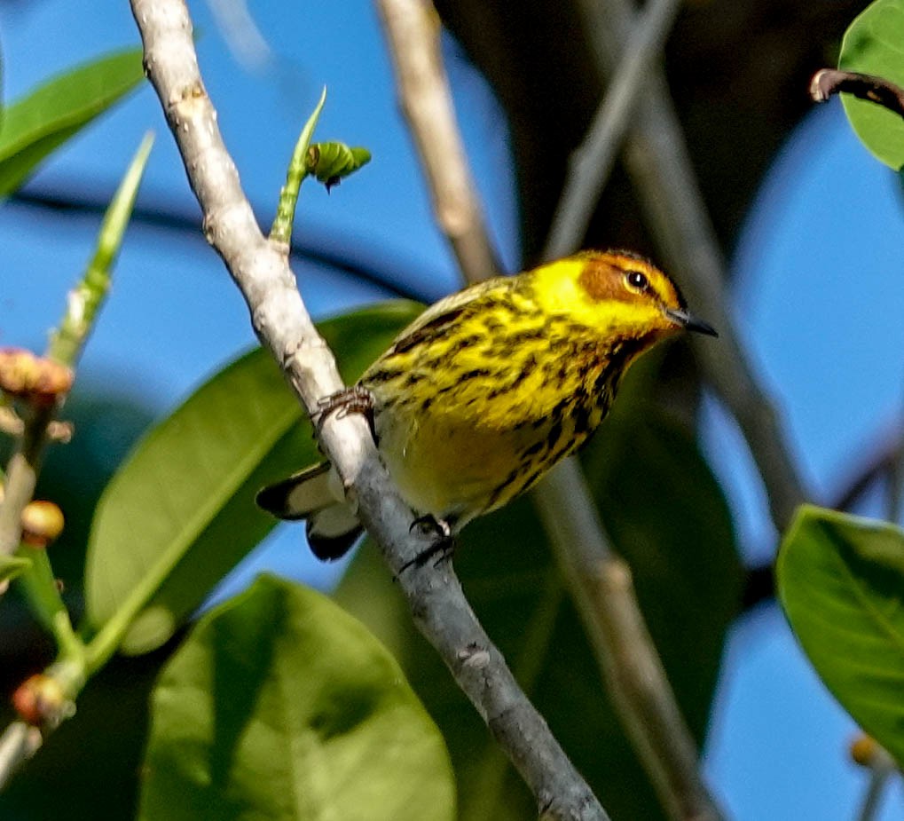 Cape May Warbler - Doreen LePage