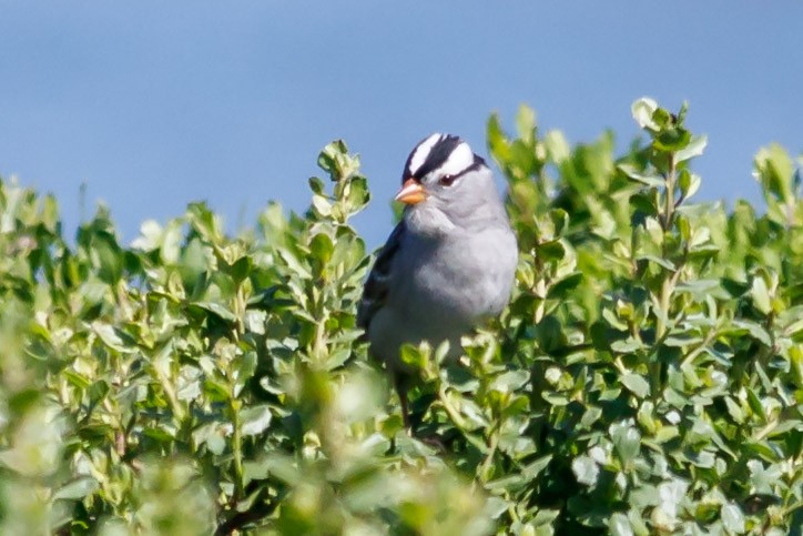 White-crowned Sparrow - ML152642011