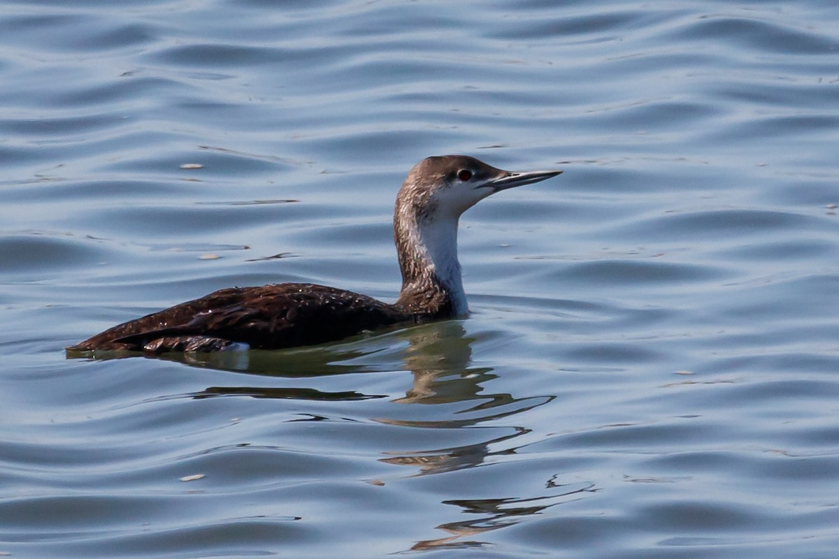 Red-throated Loon - Carole Rose