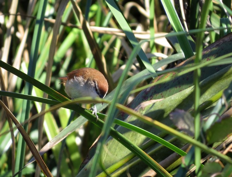 Yellow-chinned Spinetail - Germán Gil