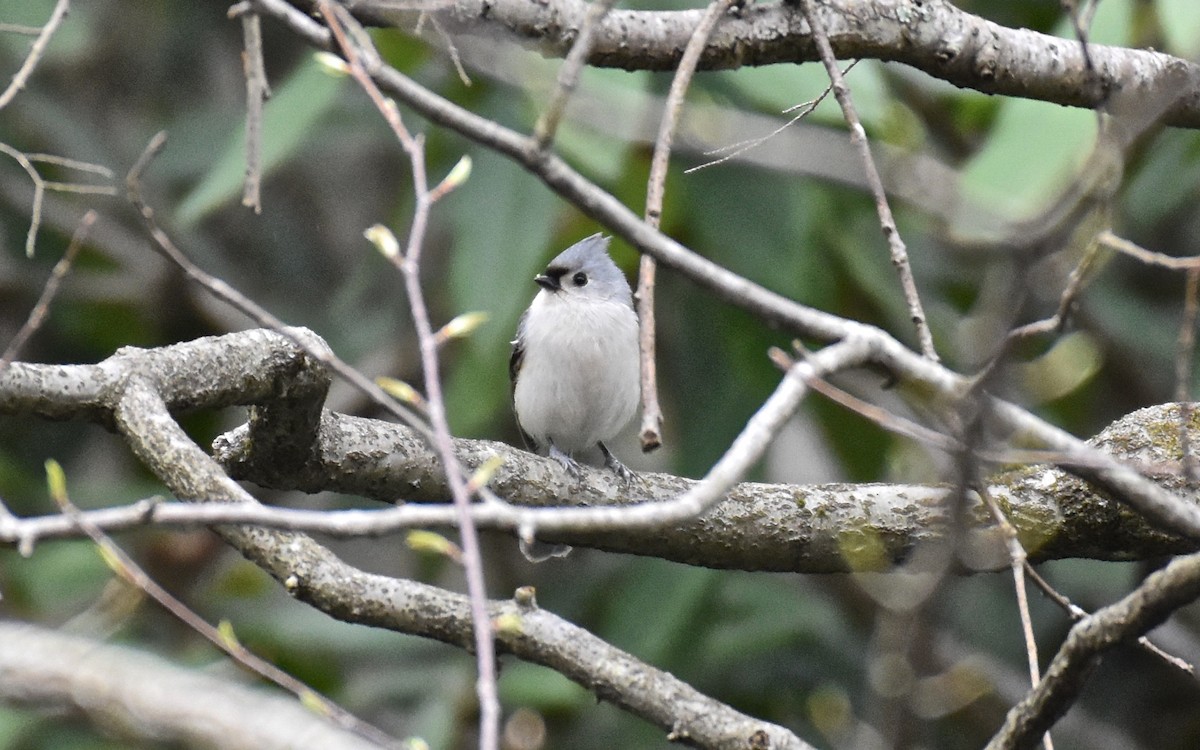Tufted Titmouse - Mike Mosser