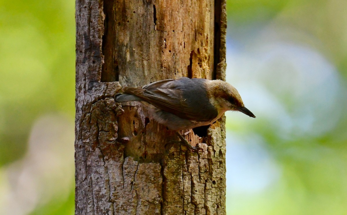 Brown-headed Nuthatch - Carole Stroupe