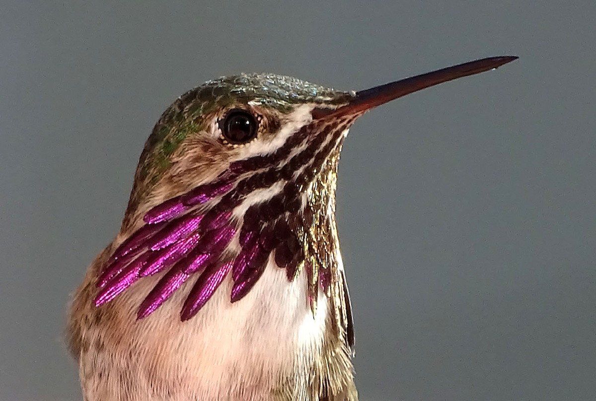 Calliope Hummingbird - Terry  Gray