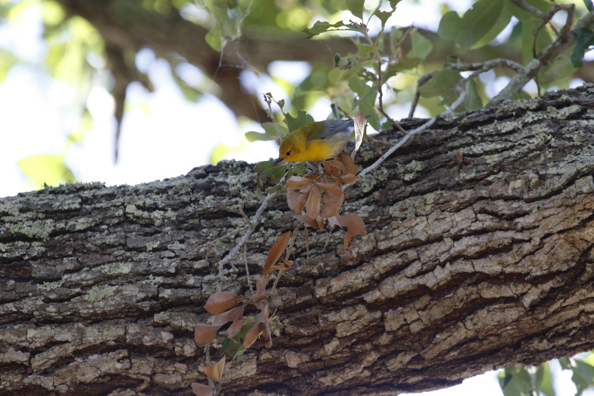 Prothonotary Warbler - ML152648401