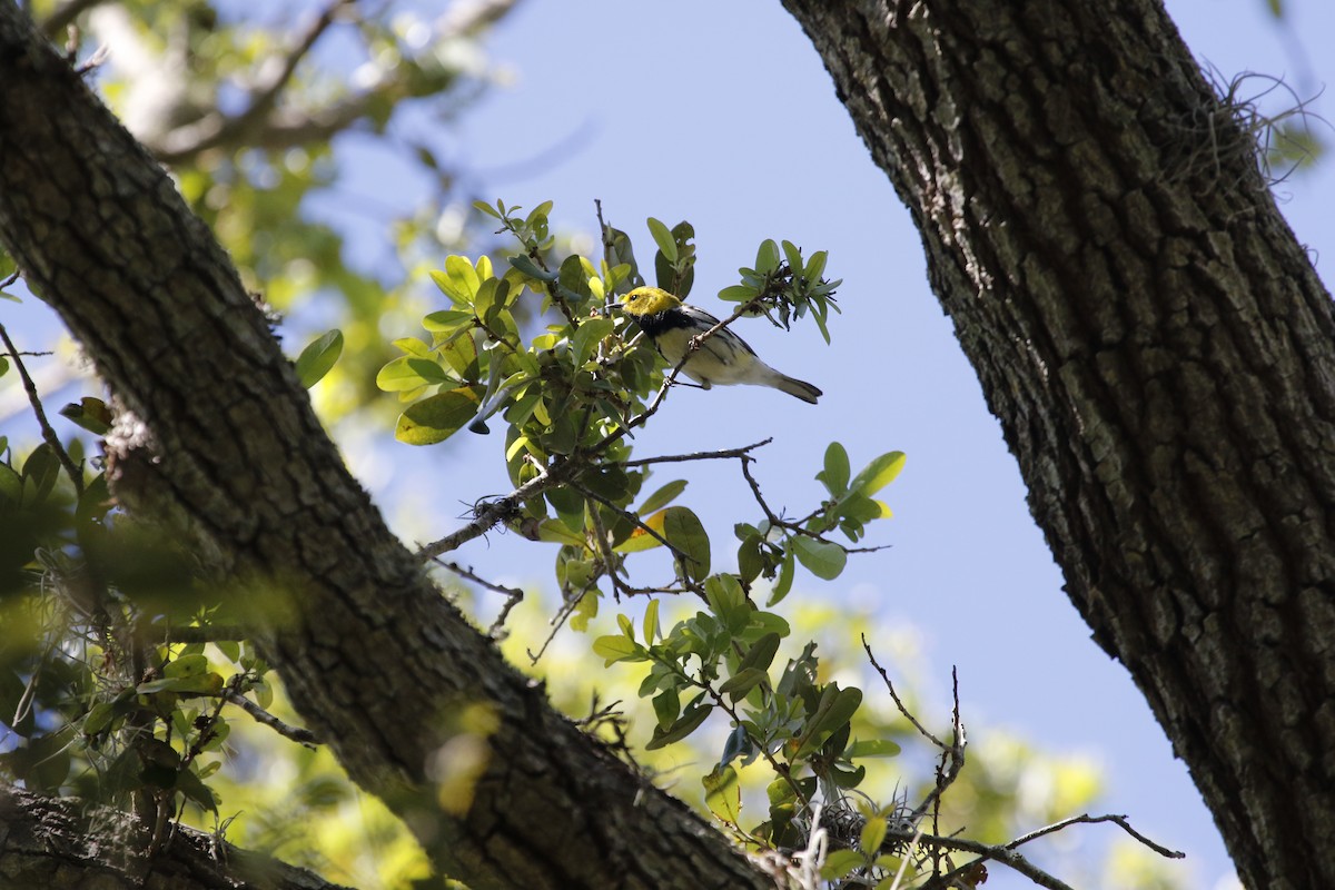 Black-throated Green Warbler - Anne Ruben