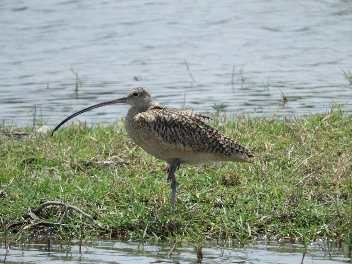 Long-billed Curlew - Guillermo Funes
