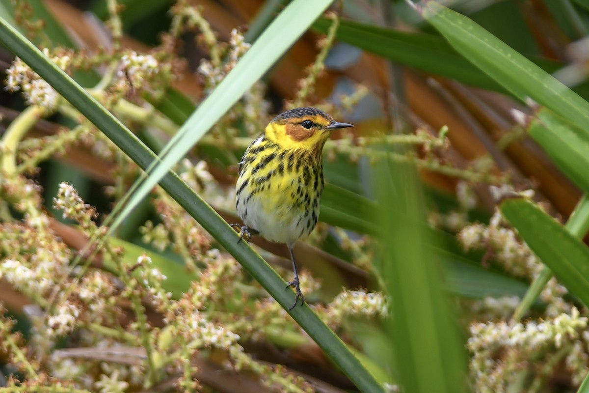 Cape May Warbler - Mike Charest