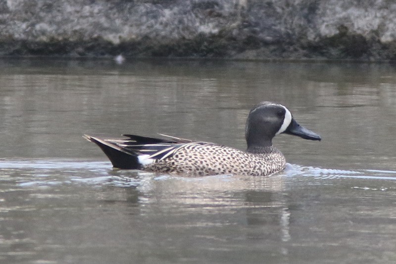 Blue-winged Teal - ML152651111