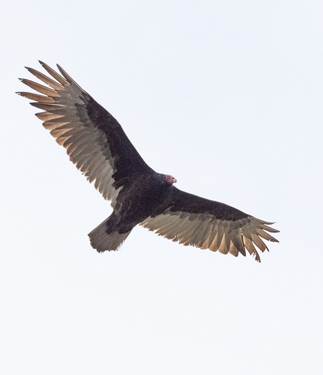 Turkey Vulture - Cynthia Crawford