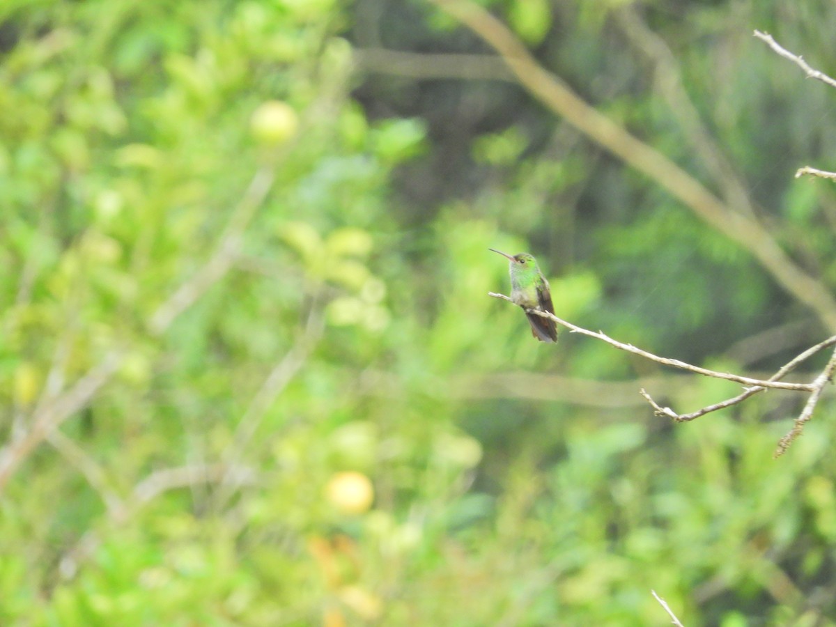 Rufous-tailed Hummingbird - ML152651781