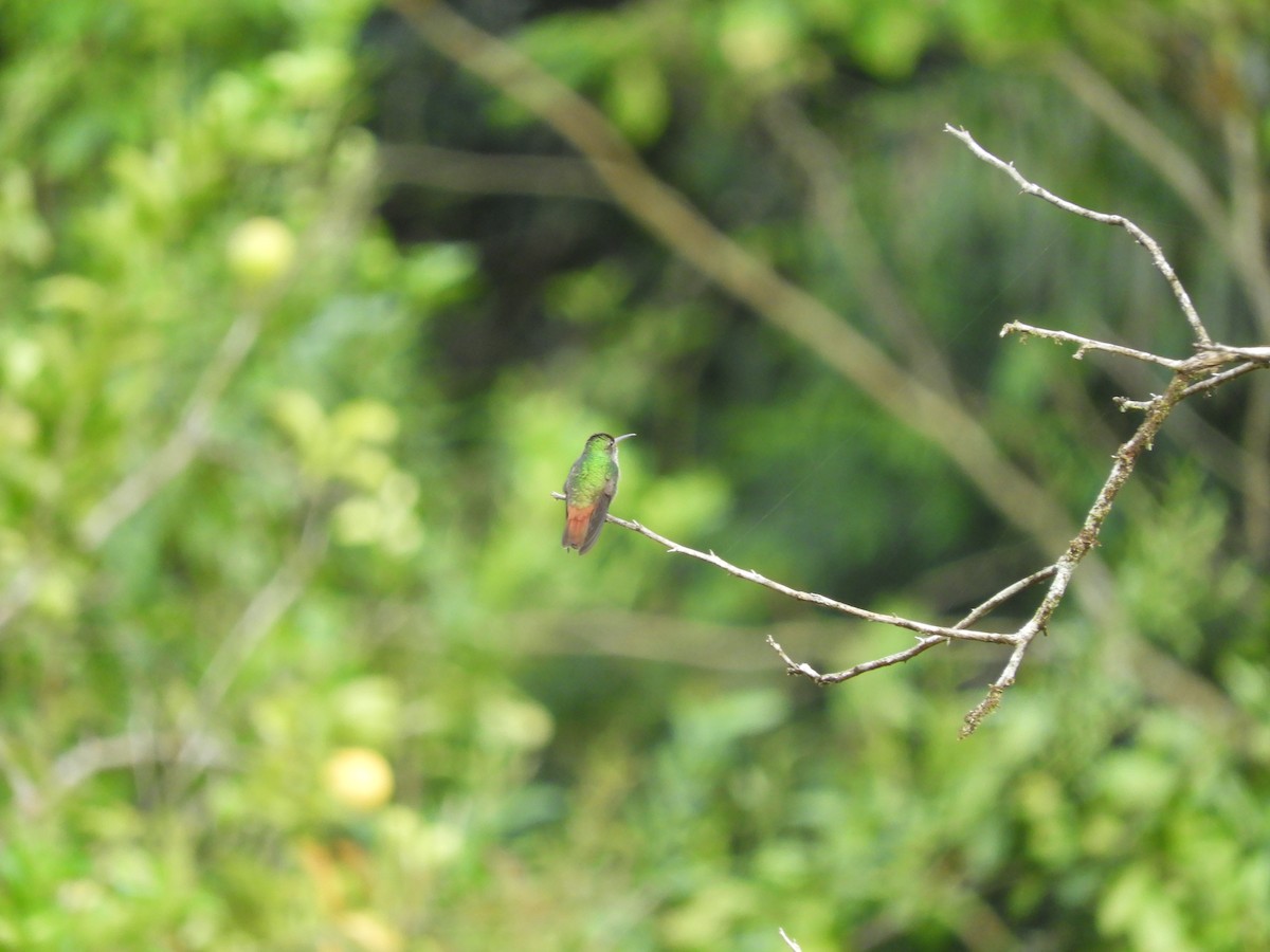 Rufous-tailed Hummingbird - ML152651821