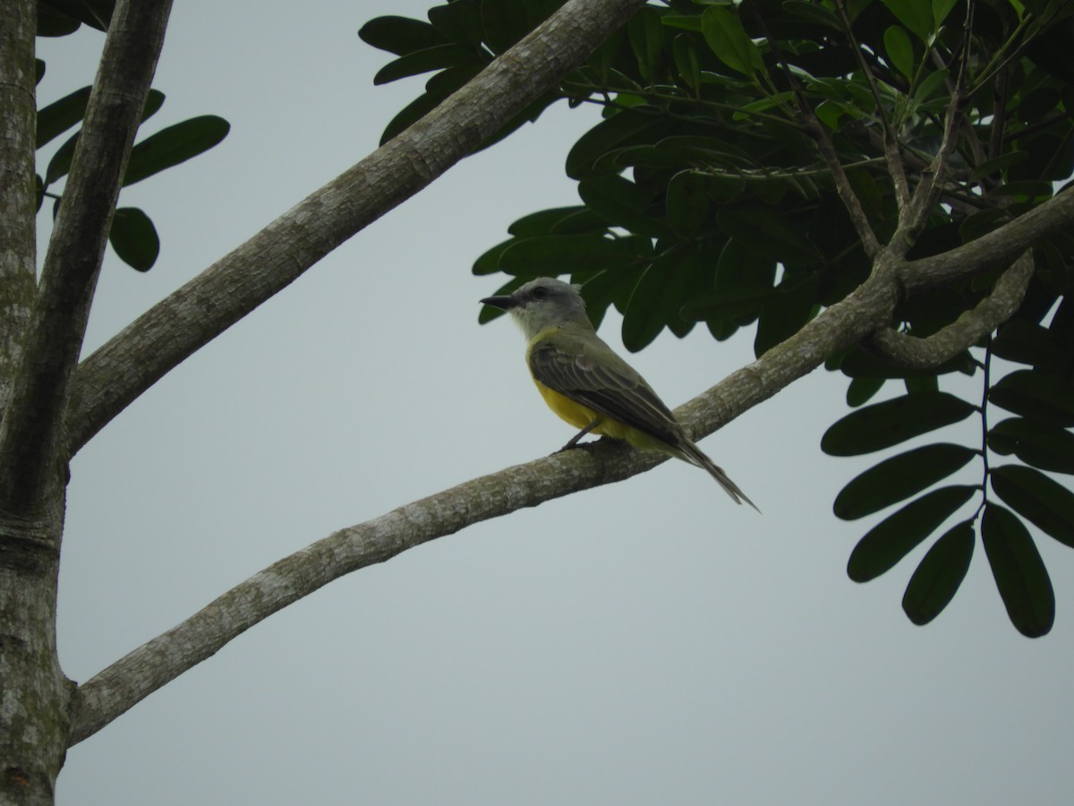 Tropical Kingbird - Jose M Martinez