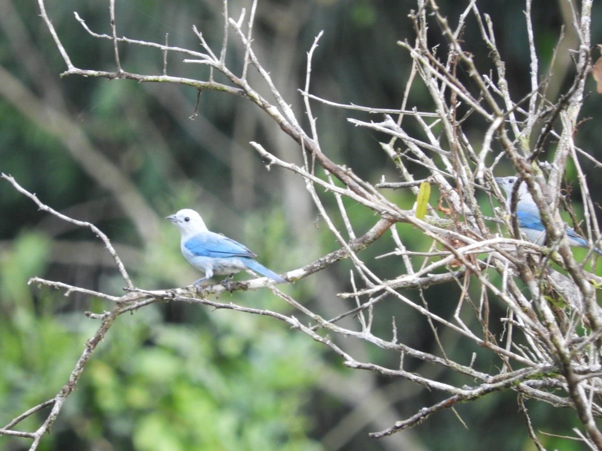 Blue-gray Tanager - ML152652241