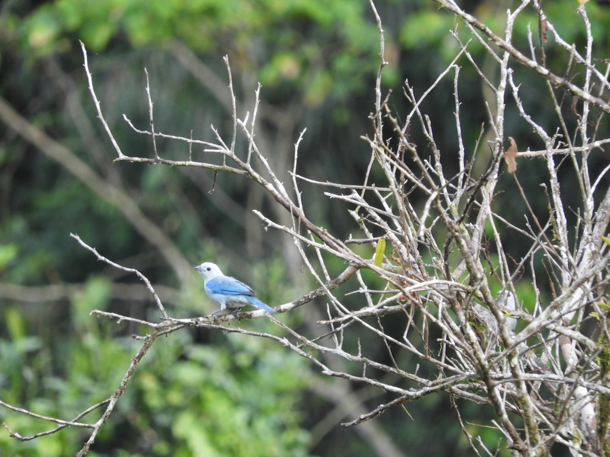 Blue-gray Tanager - ML152652331