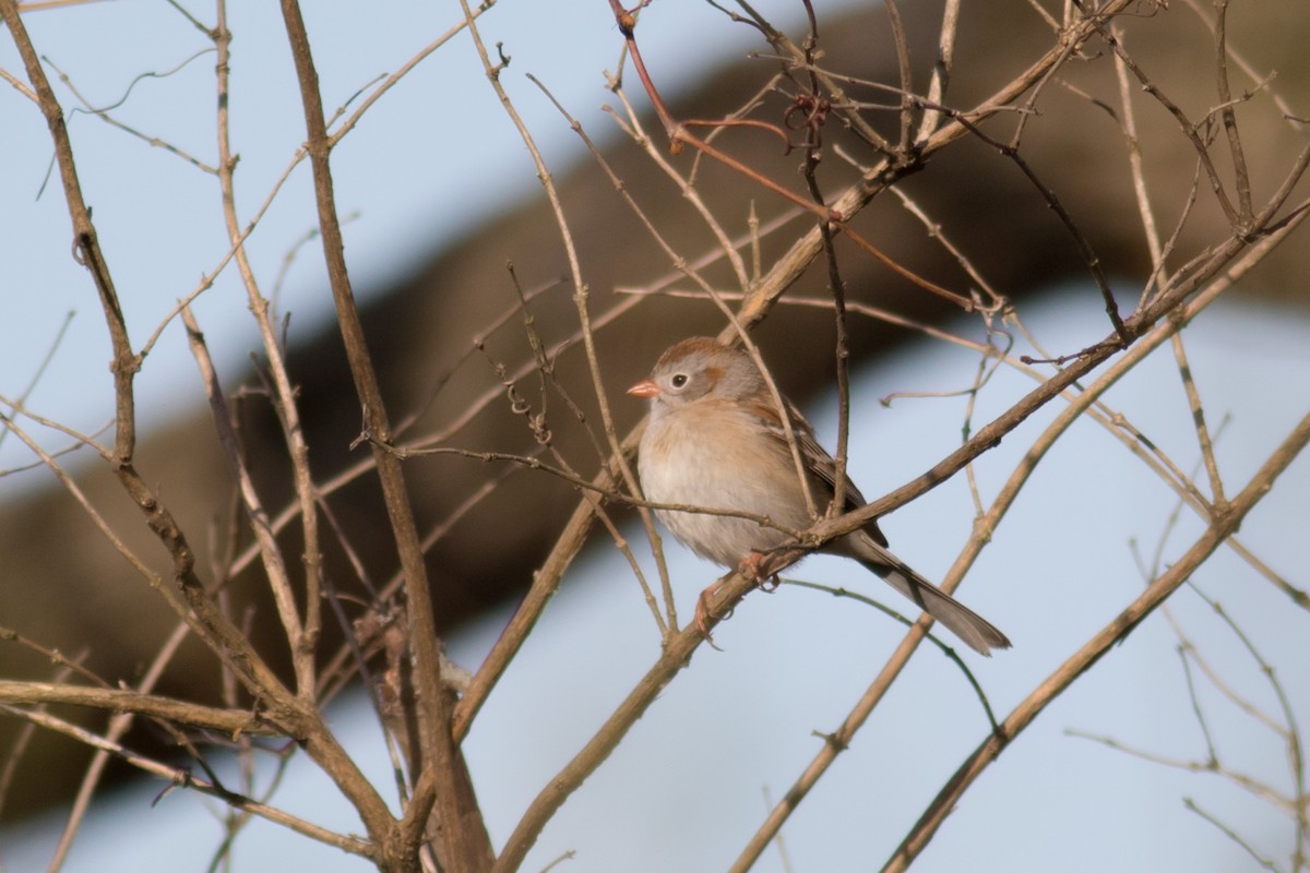 Field Sparrow - Kris Perlberg