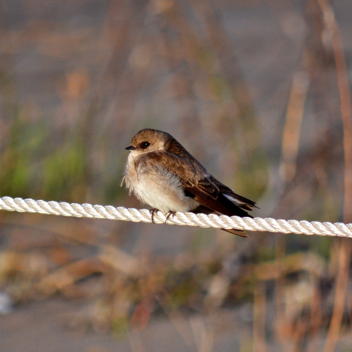 Northern Rough-winged Swallow - Shawn Pfautsch