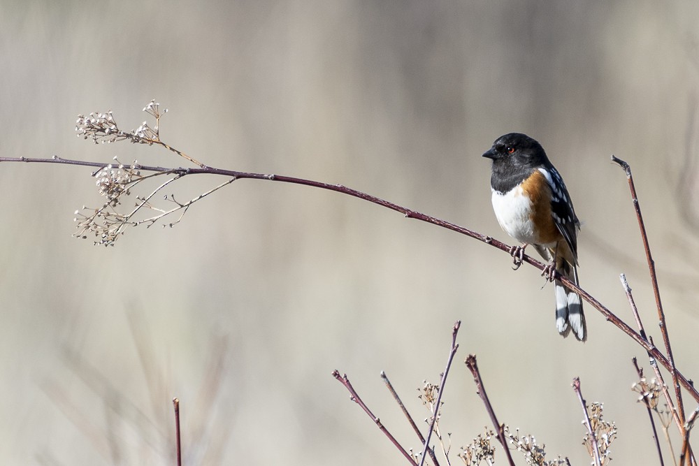 Spotted Towhee - Anonymous