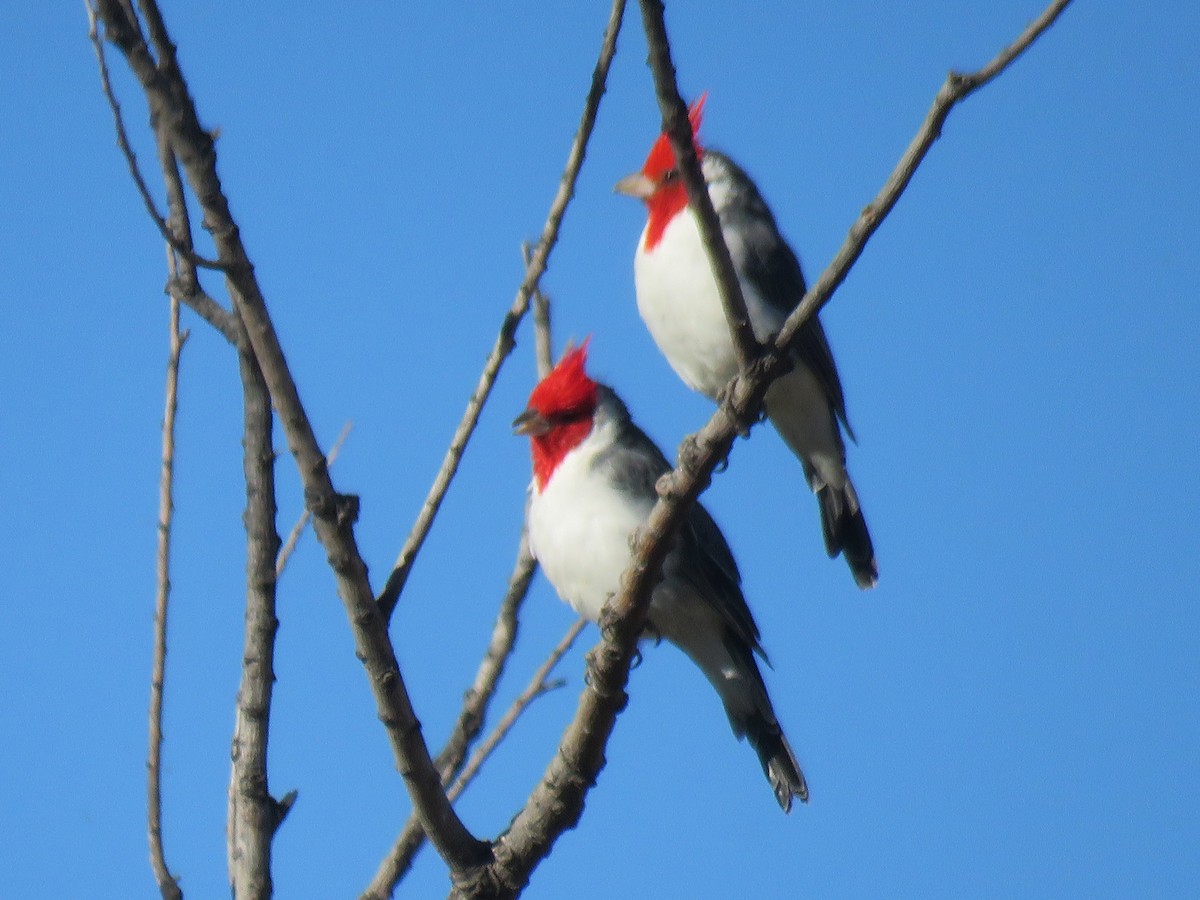 Red-crested Cardinal - ML152655171