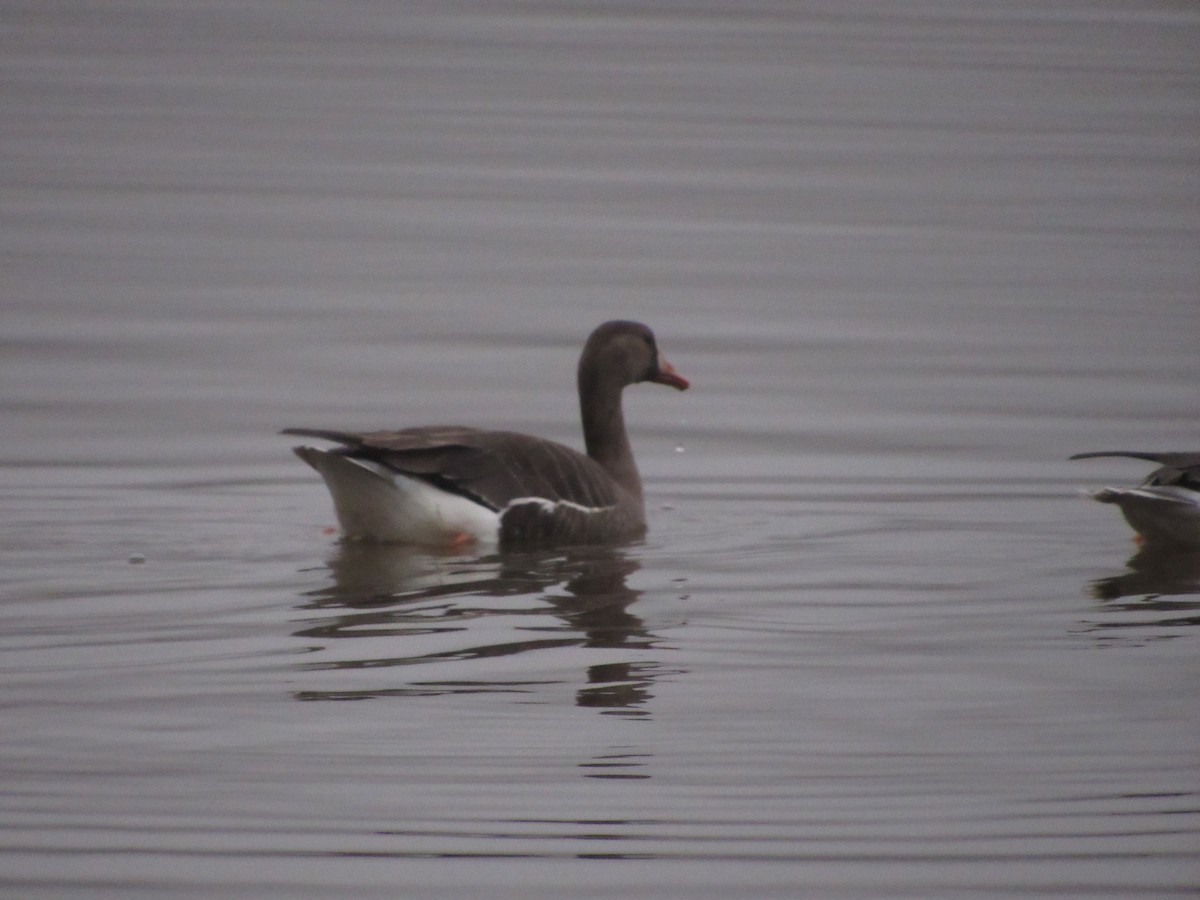 Greater White-fronted Goose - ML152655621