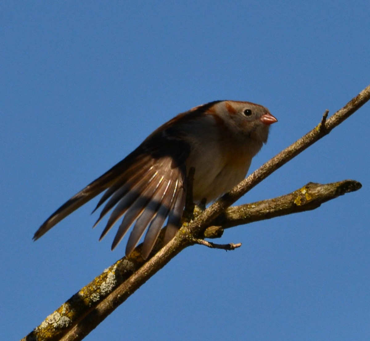 Field Sparrow - ML152655891