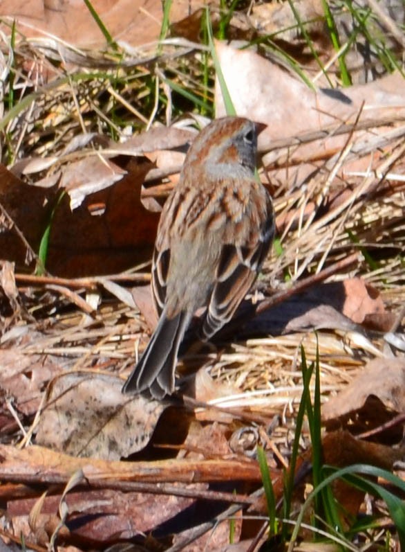 Field Sparrow - Lee Linton