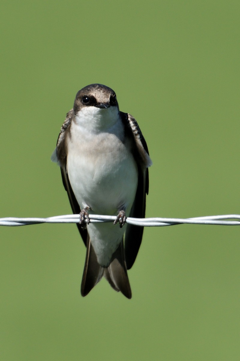 Northern Rough-winged Swallow - James Moodie