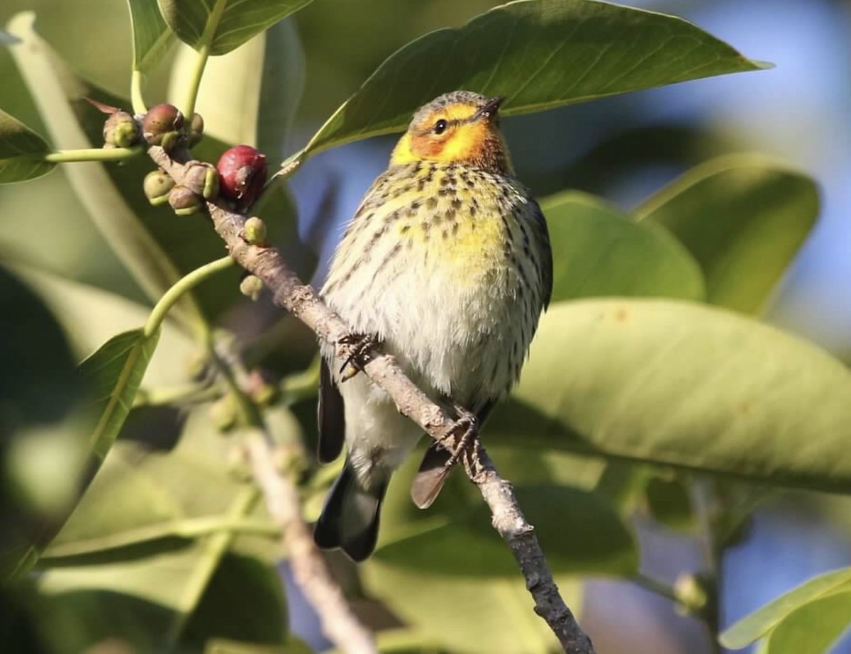 Cape May Warbler - Mary Mendez