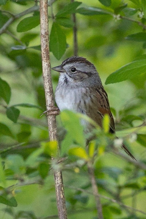 Swamp Sparrow - Eric Spink