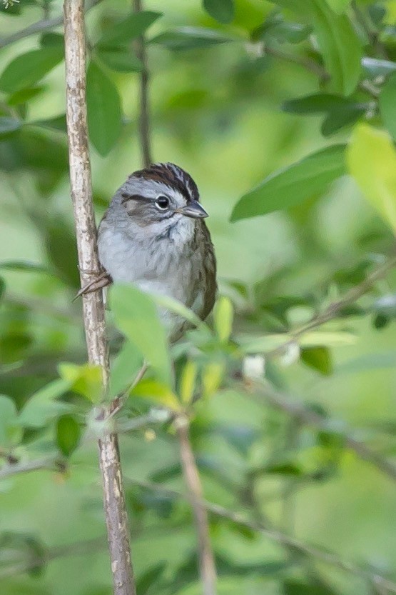 Swamp Sparrow - Eric Spink