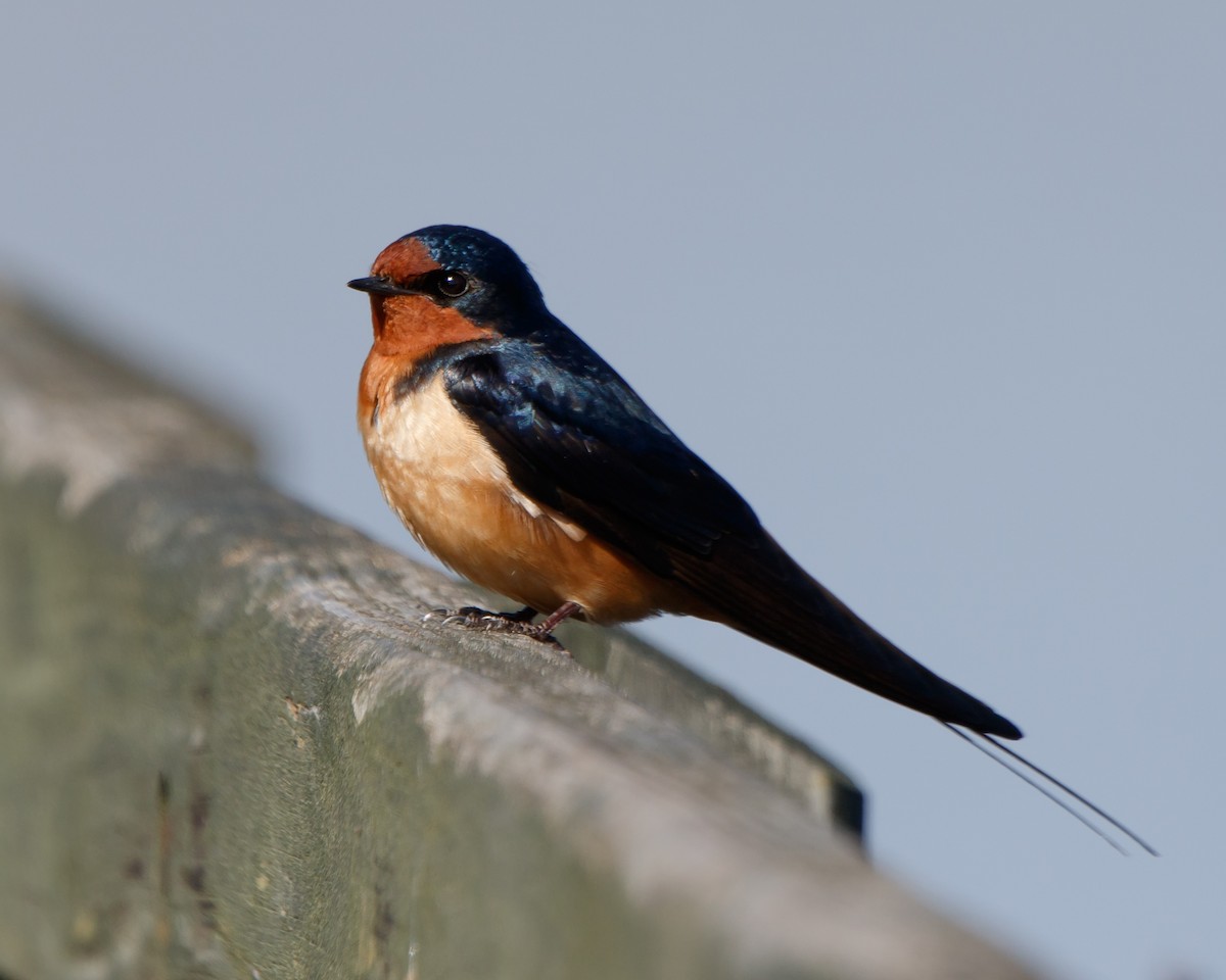 Barn Swallow - Jeff Stacey