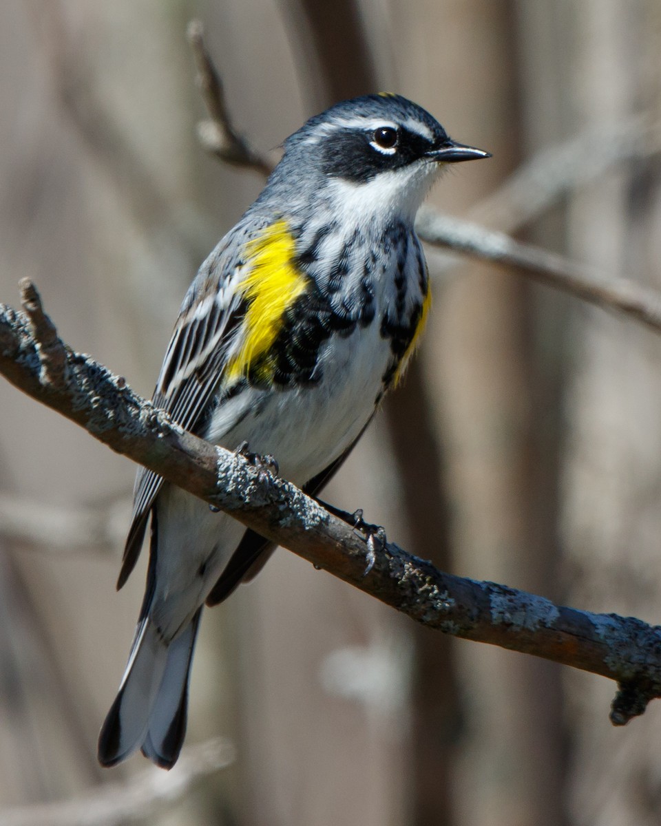 Yellow-rumped Warbler - Jeff Stacey