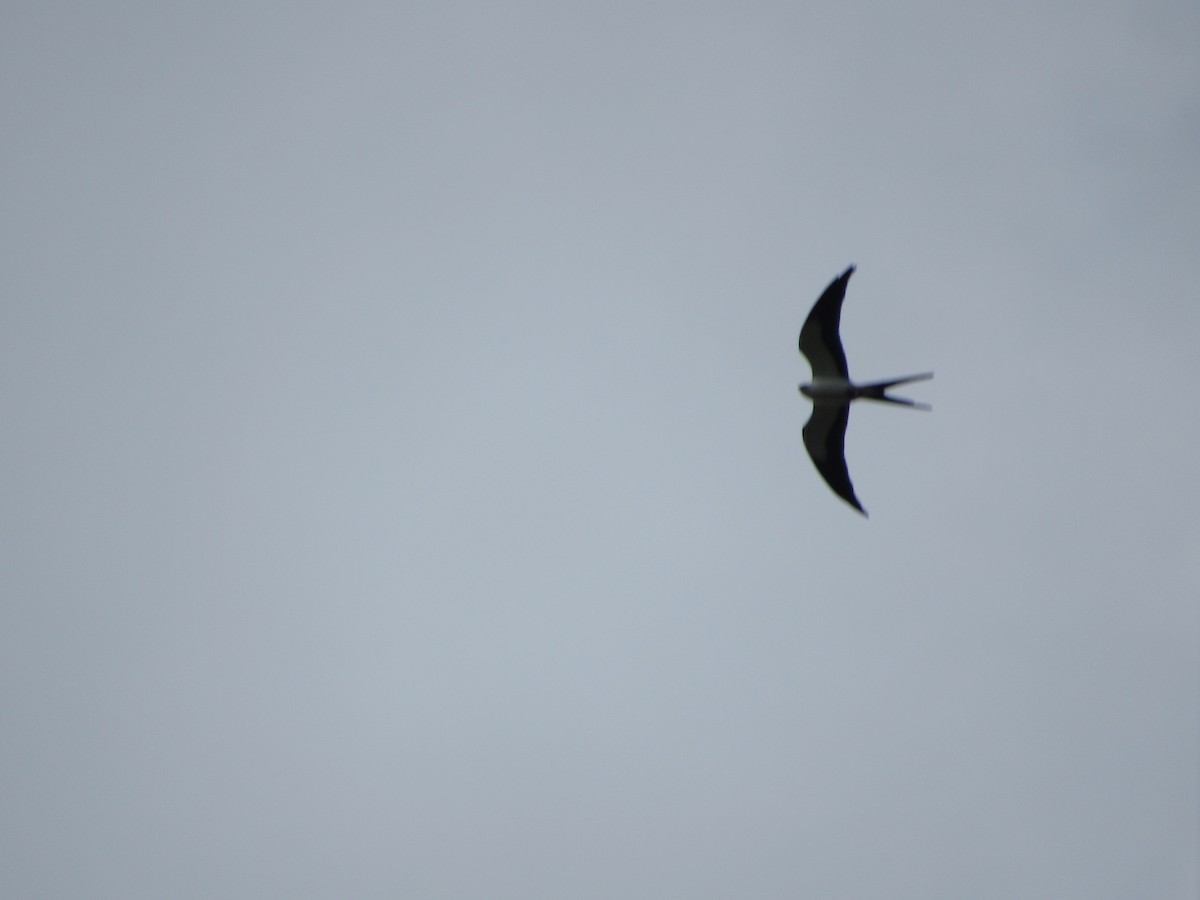 Swallow-tailed Kite - ML152657351