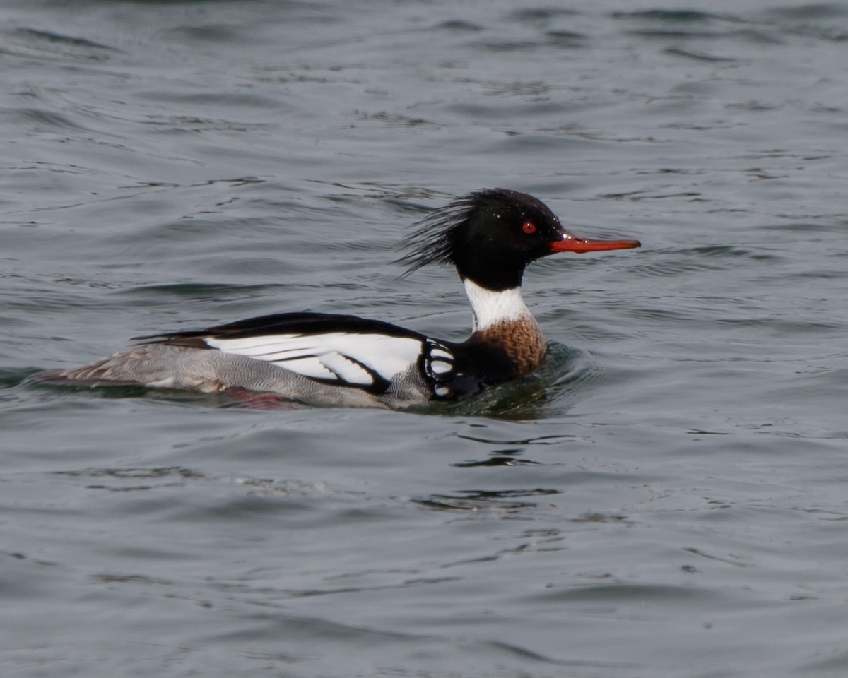 Red-breasted Merganser - Jeff Stacey