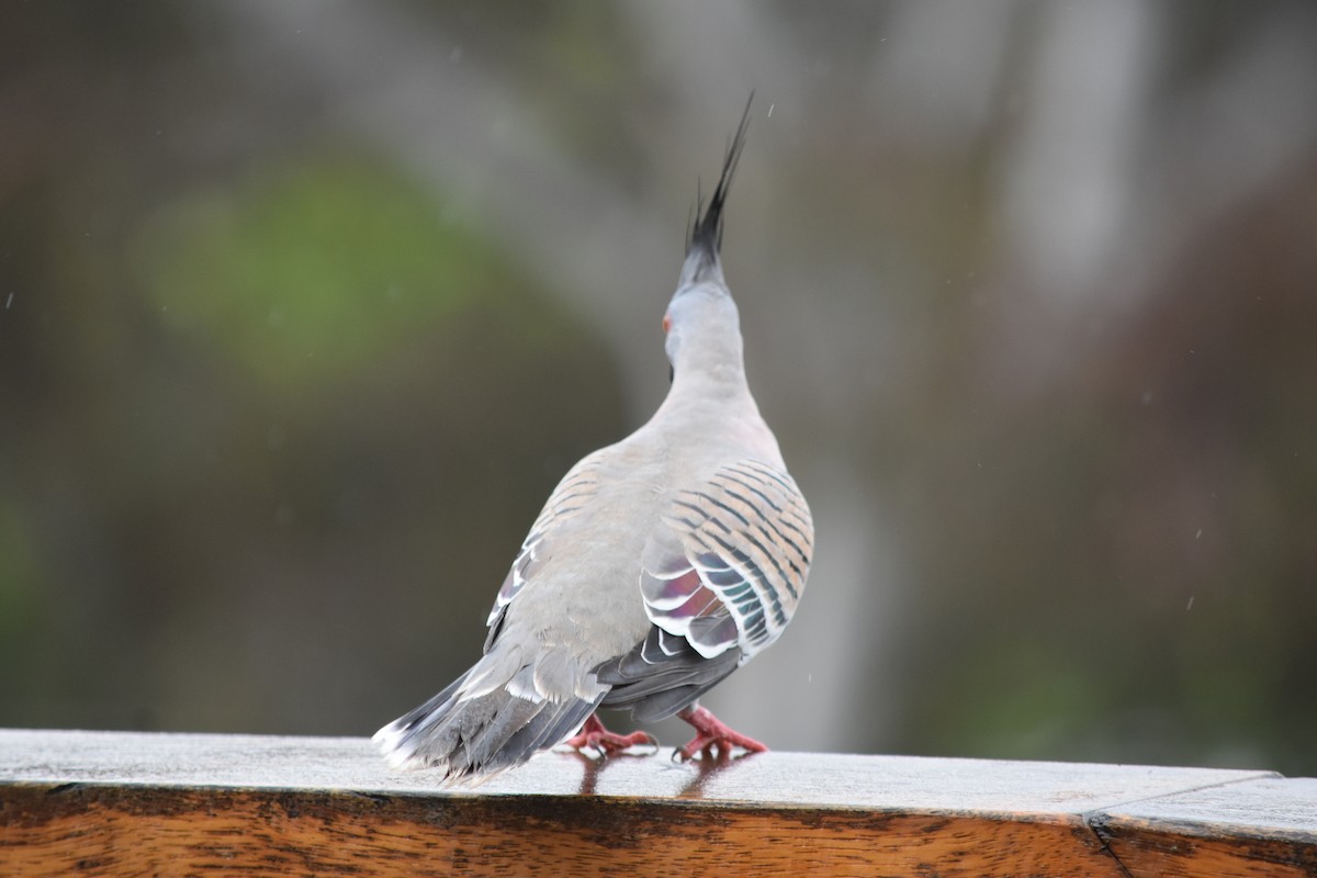 Crested Pigeon - Leah Smith