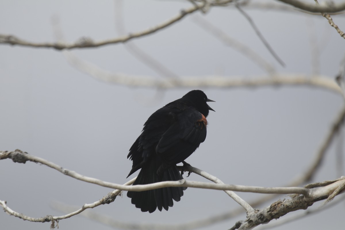 Red-winged Blackbird - Doug Kibbe