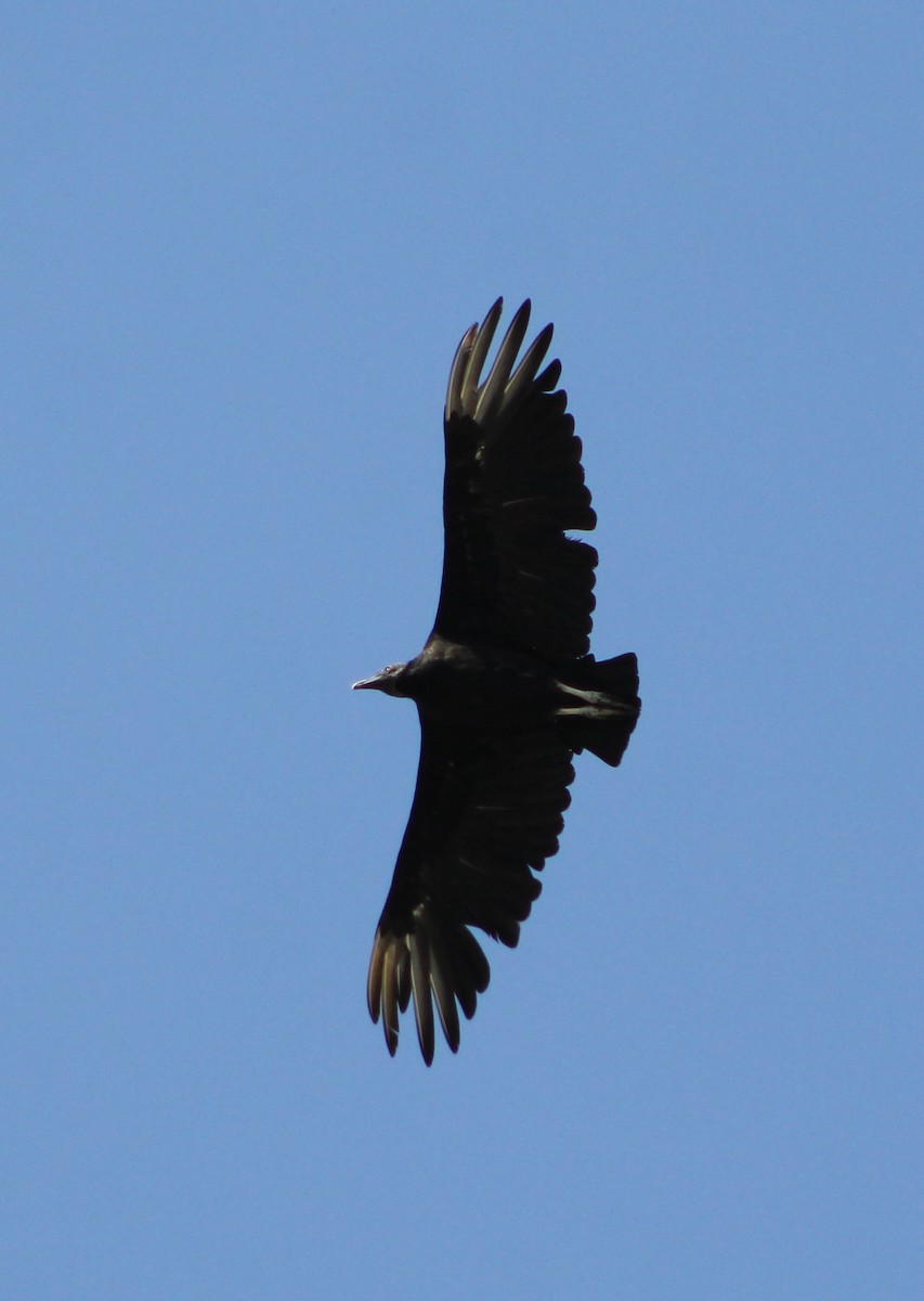 Black Vulture - ML152659581