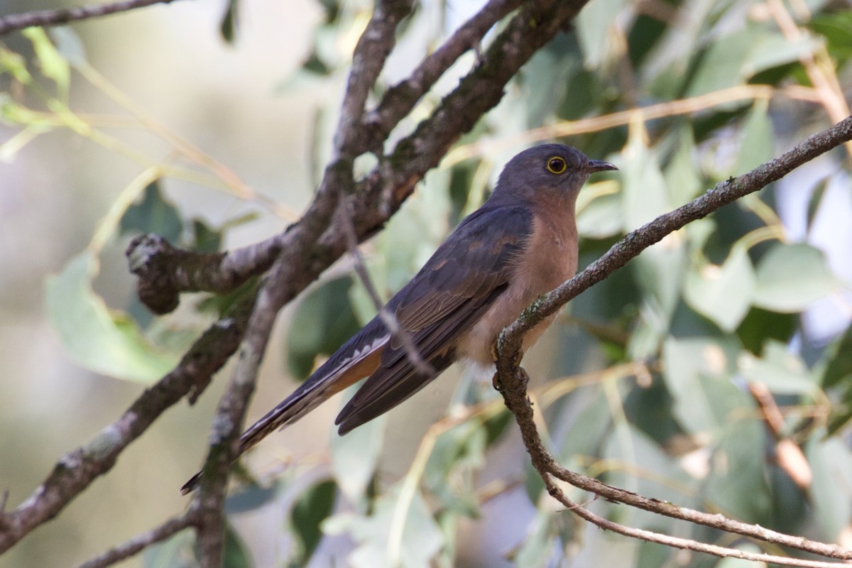 Fan-tailed Cuckoo - ML152659791