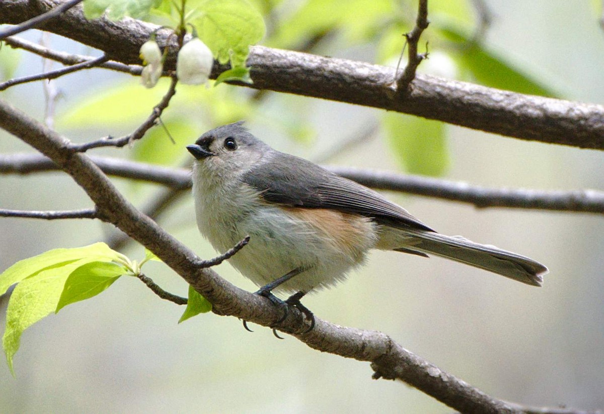 Tufted Titmouse - Carl Miller