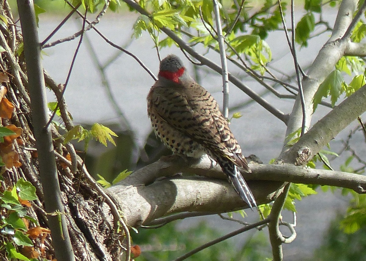 Northern Flicker (Yellow-shafted) - Sherman Suter