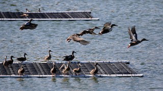 Northern Shoveler, ML152662641