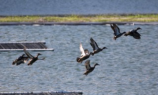 Blue-winged Teal, ML152662781
