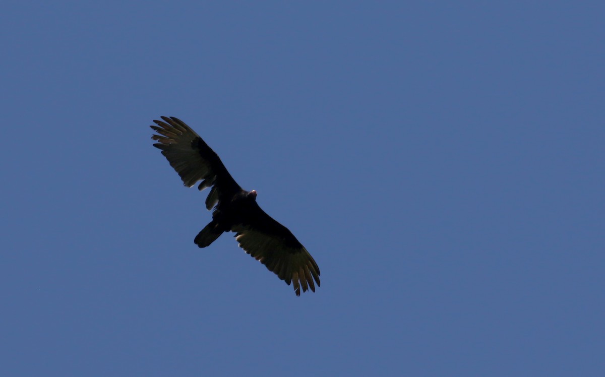 Turkey Vulture - ML152663251