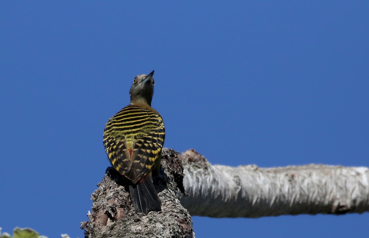 Hispaniolan Woodpecker - ML152663581