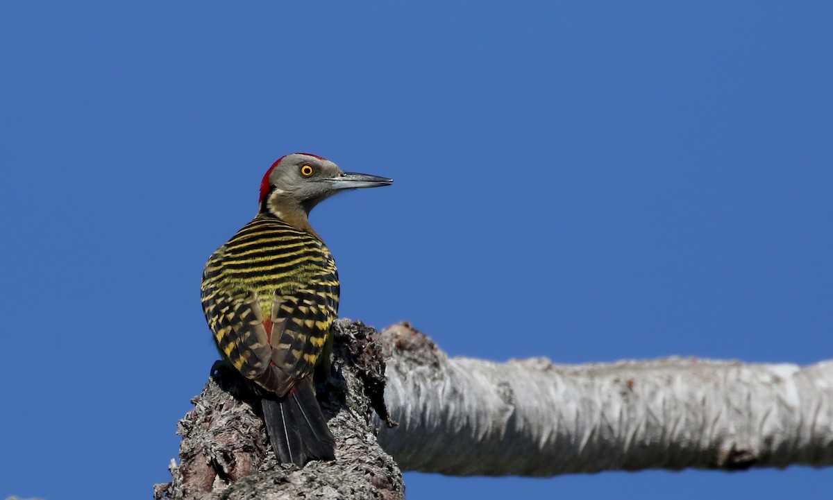 Hispaniolan Woodpecker - ML152663631