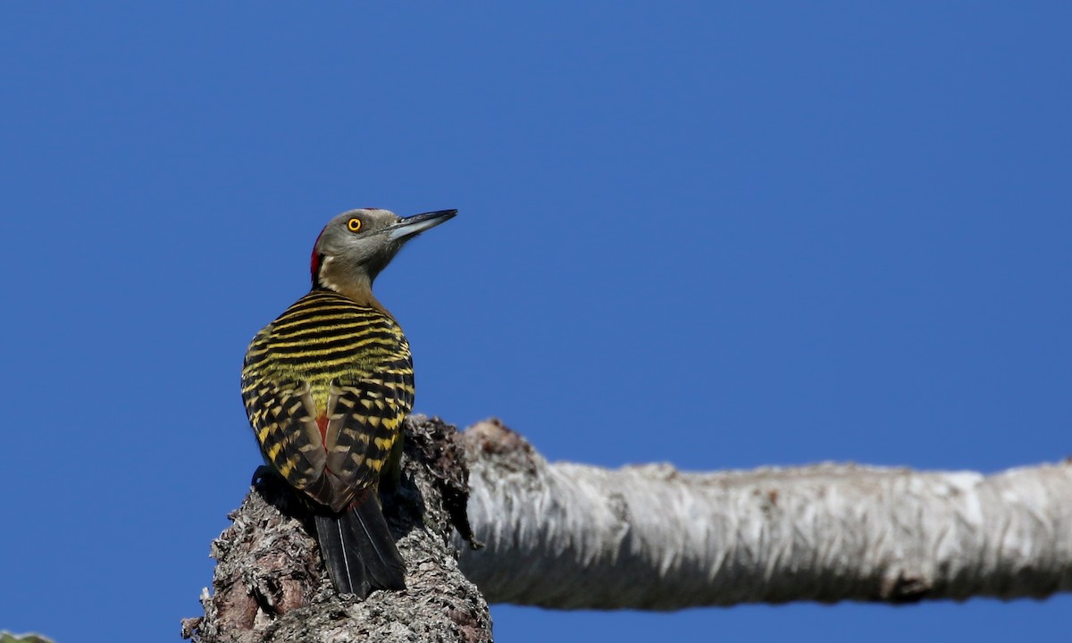 Hispaniolan Woodpecker - ML152663751