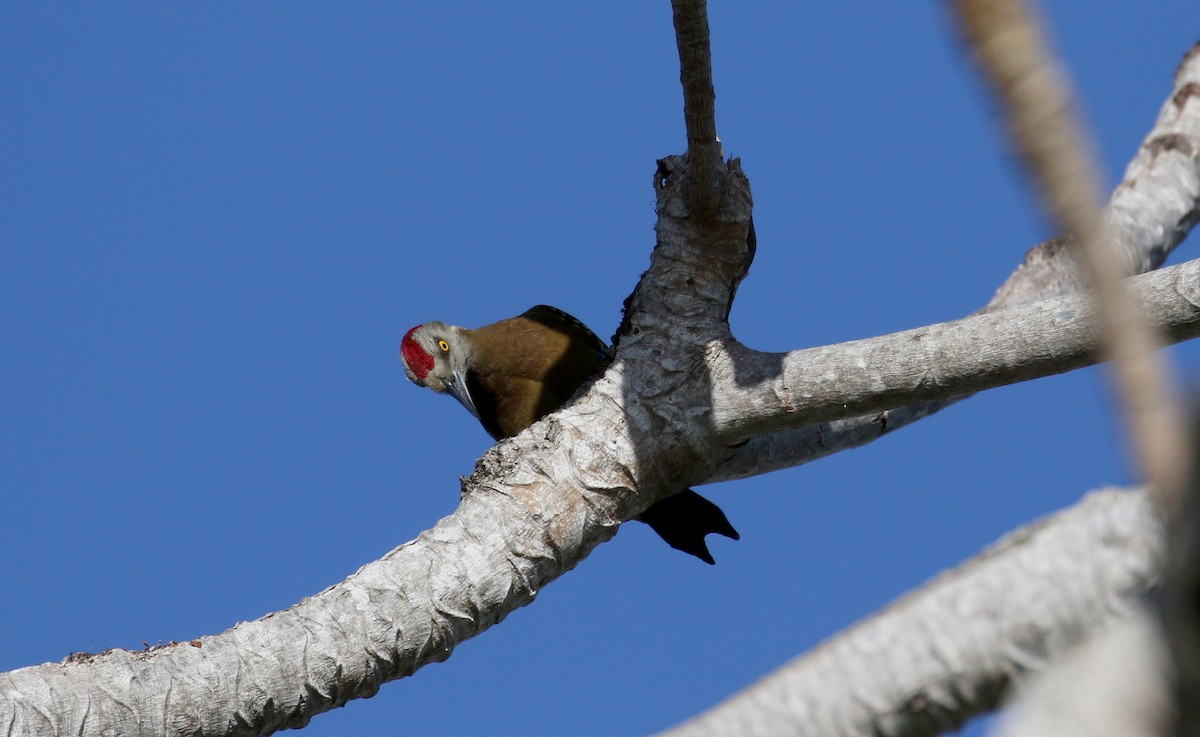 Hispaniolan Woodpecker - ML152663881