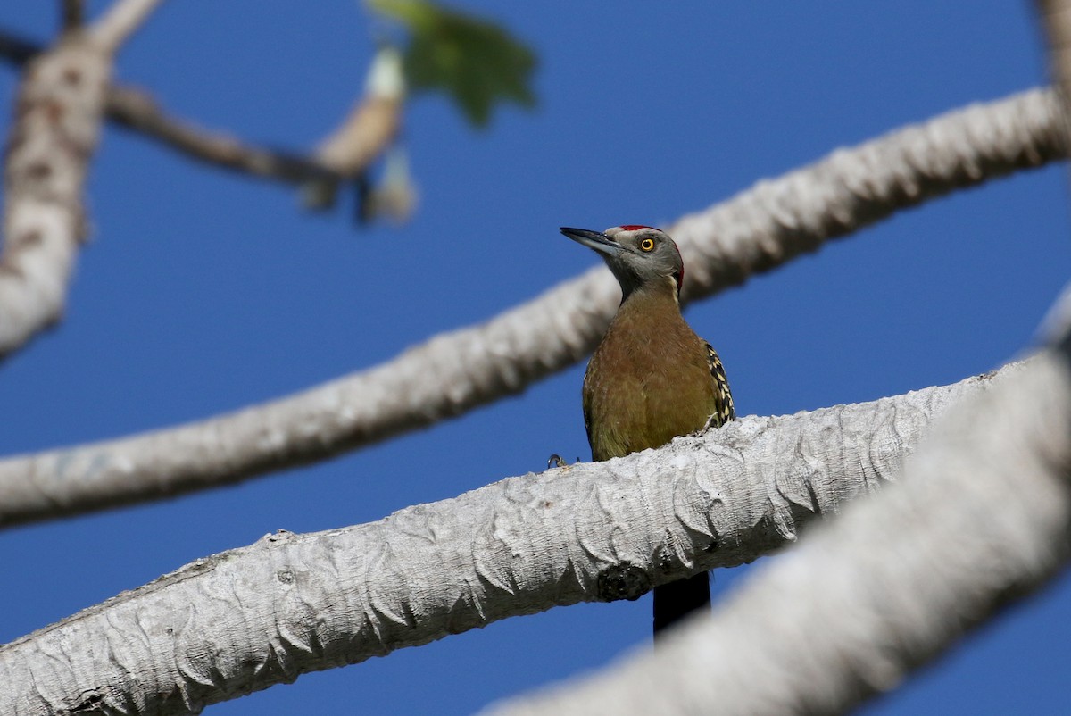 Hispaniolan Woodpecker - ML152663941