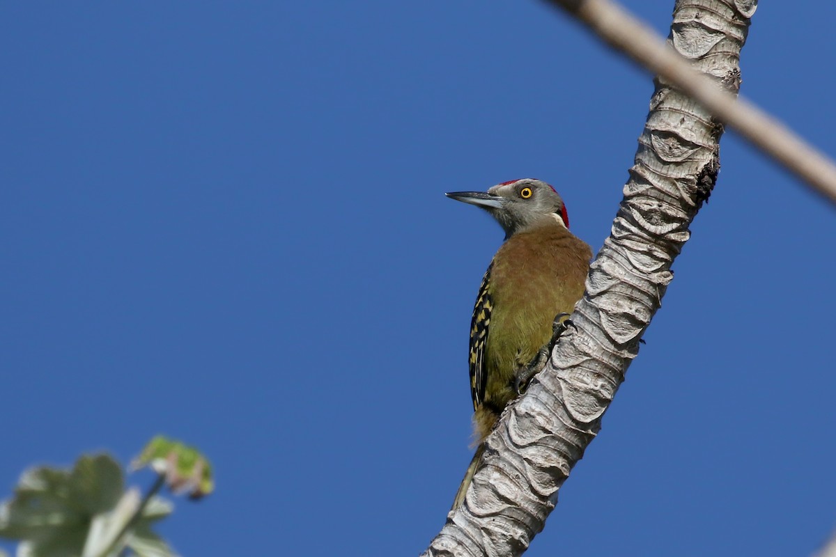 Hispaniolan Woodpecker - ML152664011