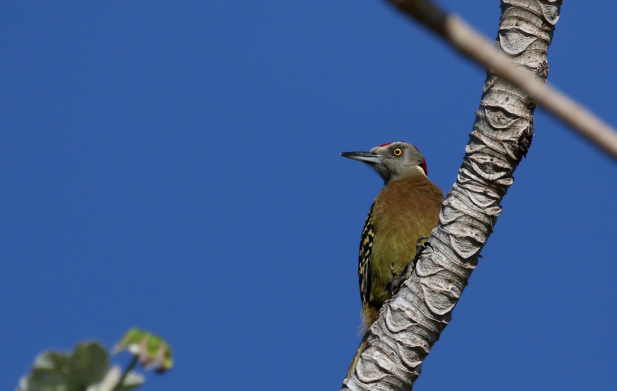 Hispaniolan Woodpecker - ML152664021