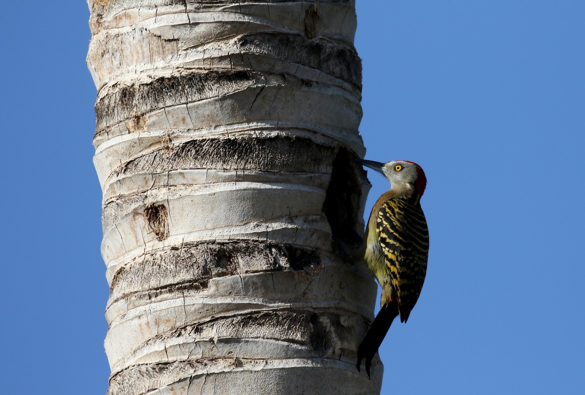 Hispaniolan Woodpecker - ML152664681